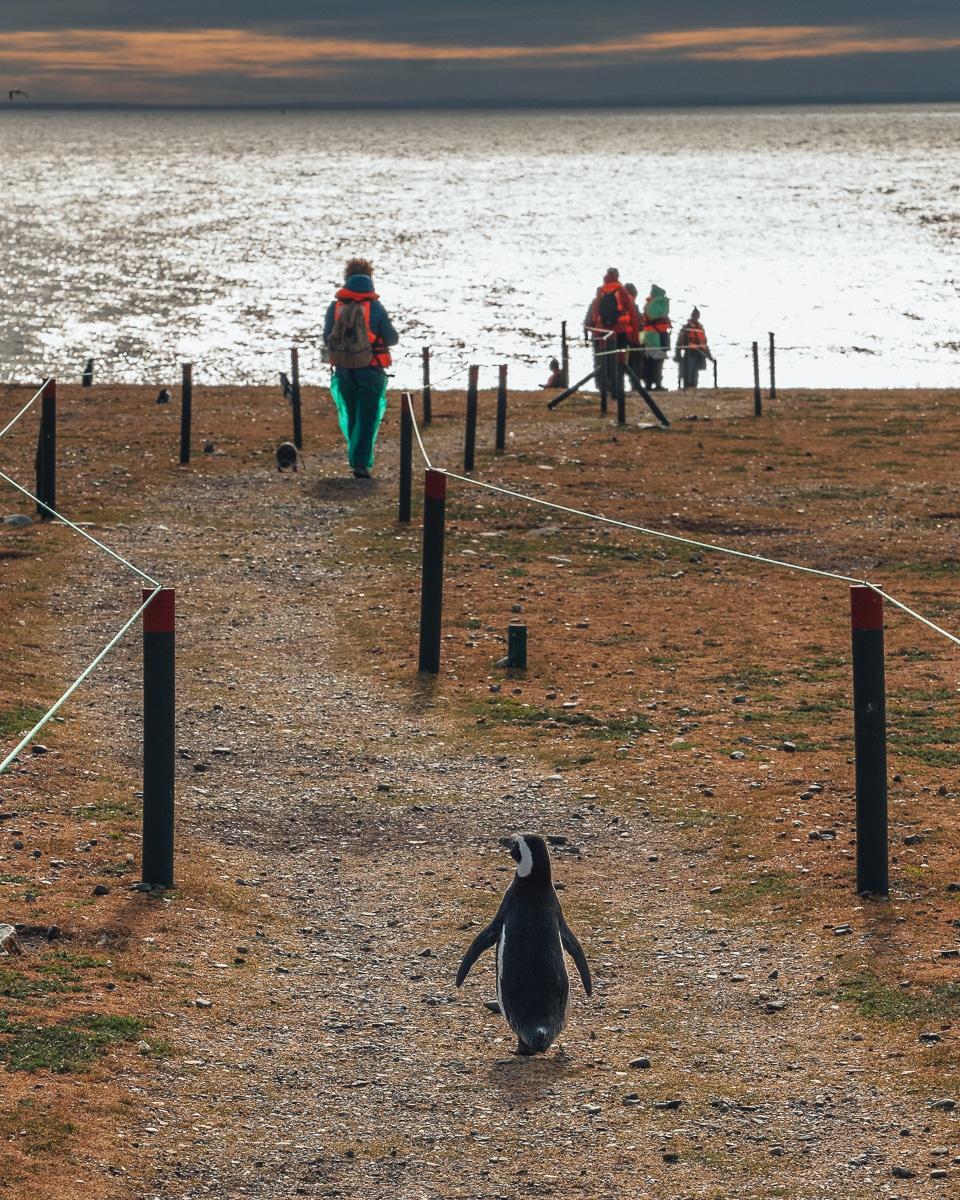 Penguin wanting to get on the boat. Magdalena Island, Chile