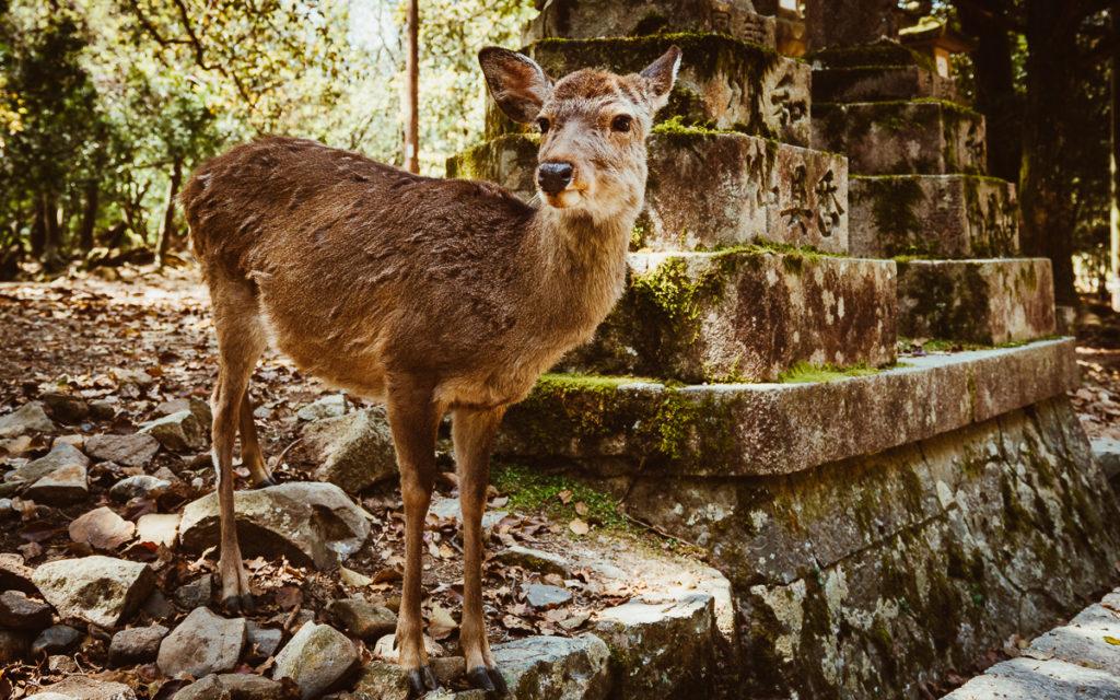 nara-japan-reh-tempel