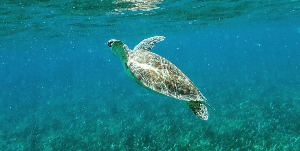 Yucatan Attractions: Akumal Snorkeling with Turtles