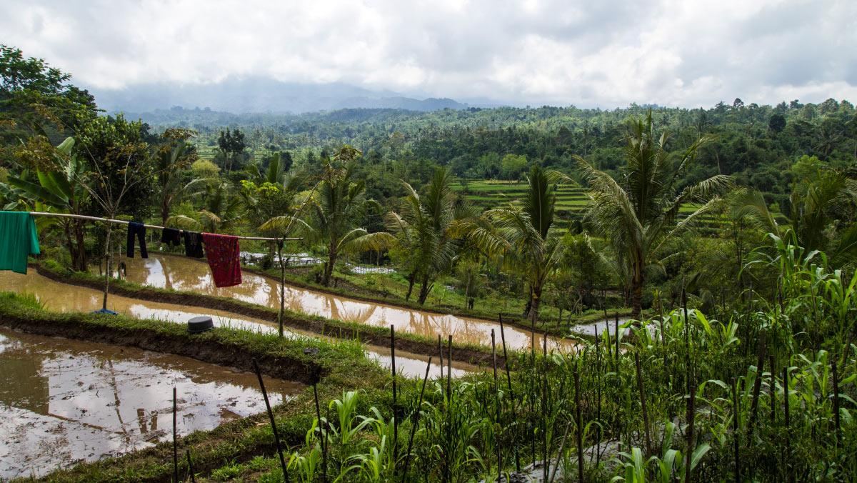Lombok Indonesië Vakantie Natuur Tetebatu