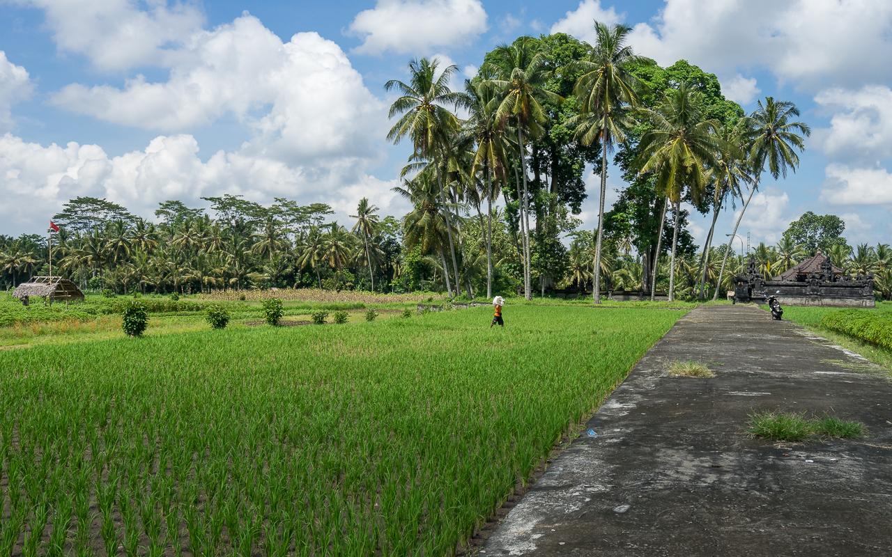 best-excursions-ubud-rice-fields-mengwi-tip
