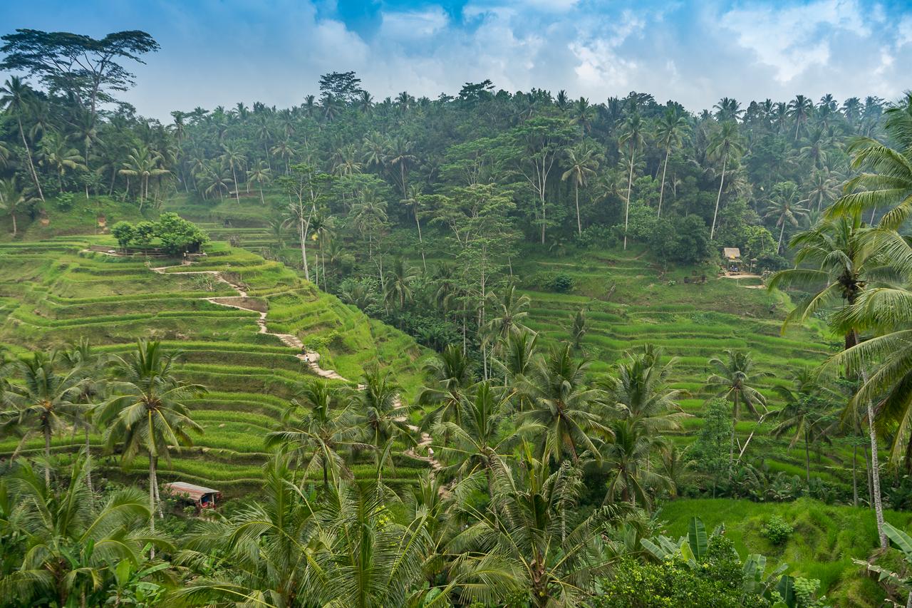 tegalalang-rice-terraces-excursion-tip-ubud