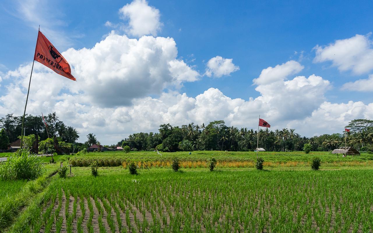 Best excursions around Ubud rice fields Mengwi