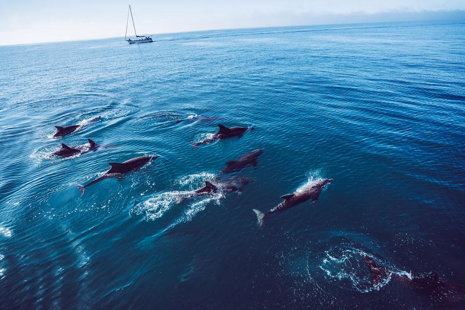 Dauphins à Esperance West Beach
