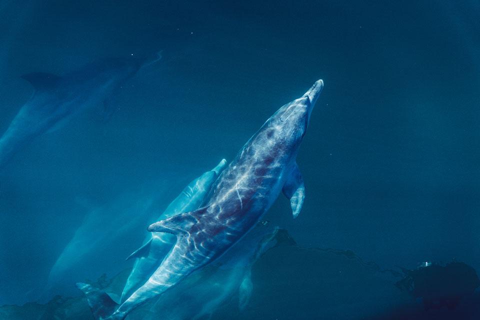 Dauphins croisières d'Esperance