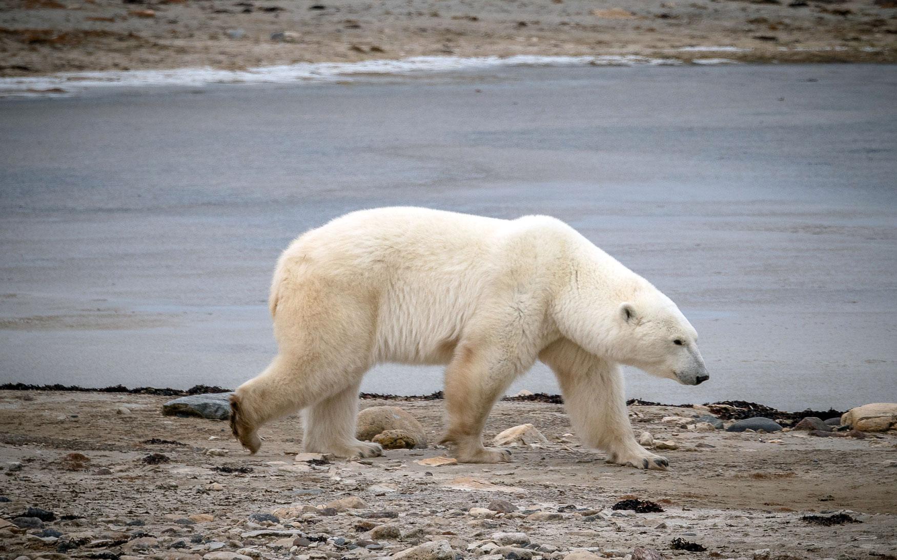 Ours polaires Churchill Manitoba