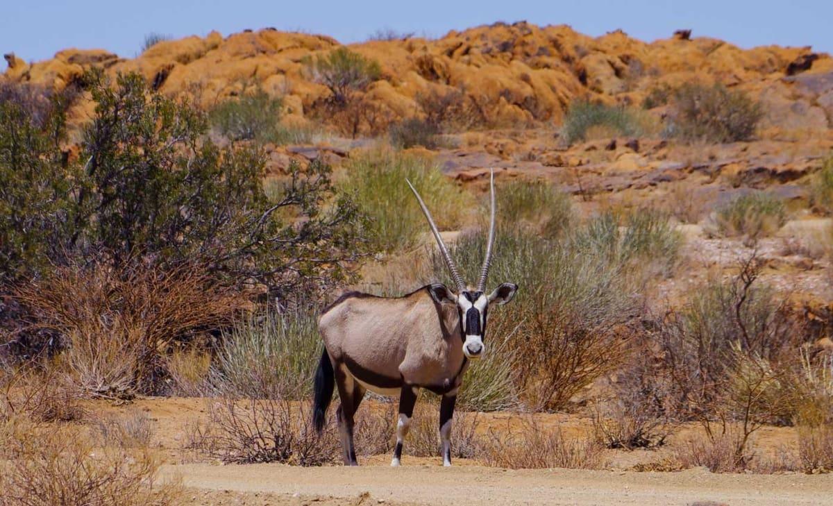Oryx in het Augrabies Falls National Park in Zuid-Afrika.