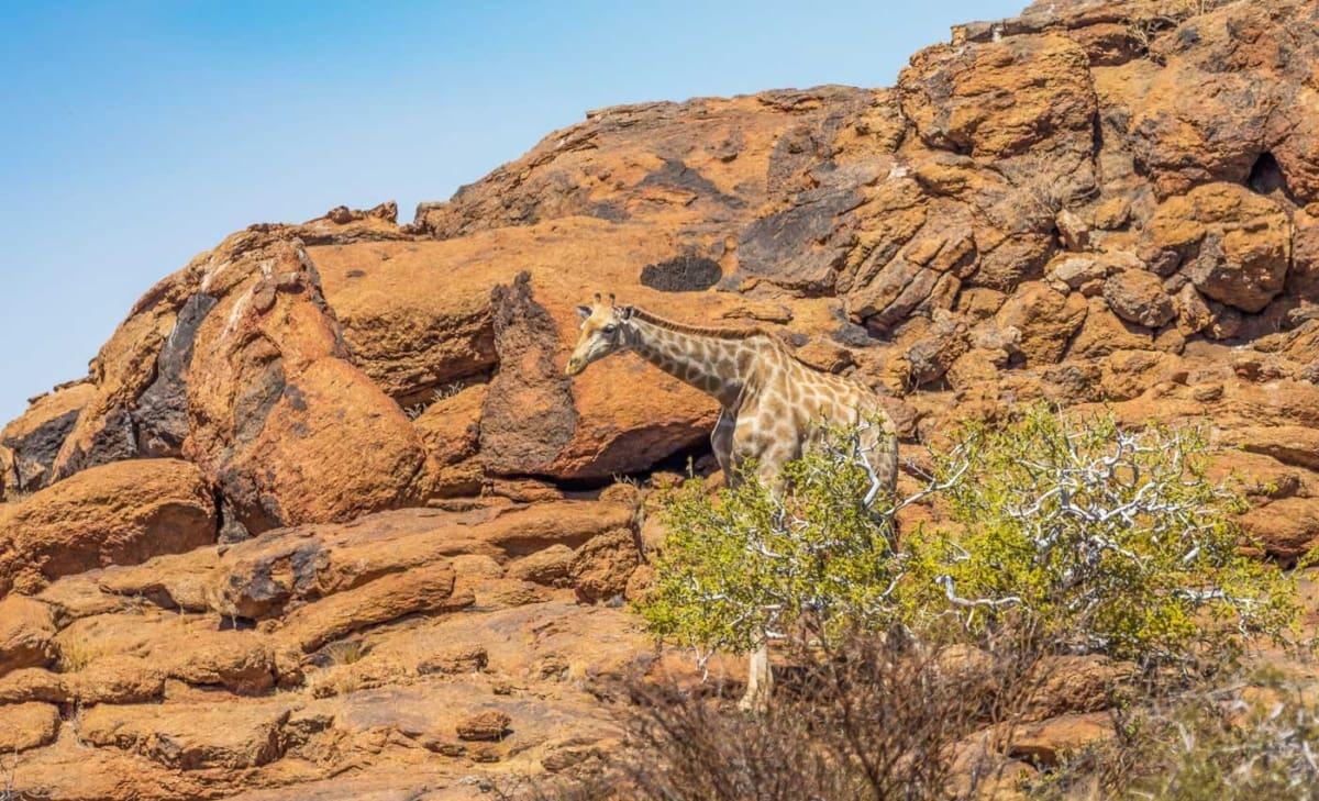 Giraffe in het Augrabies Falls National Park