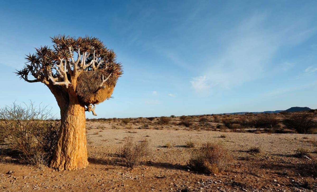 Kokerboom in het Augrabies Falls National Park in Zuid-Afrika, kenmerkend voor deze regio