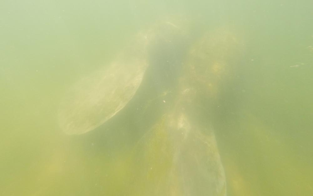 Best Time to Visit Florida Snorkeling After Rainy Day