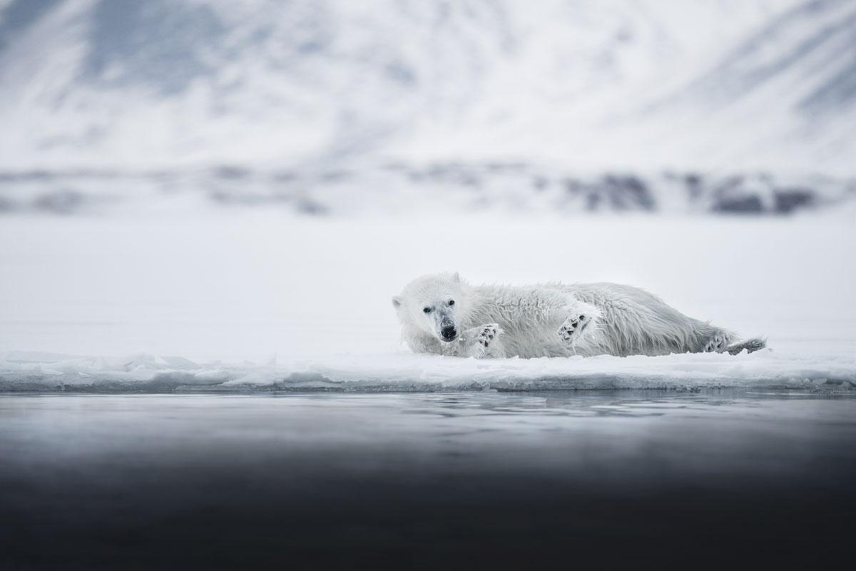 spitsbergen-polar-bear