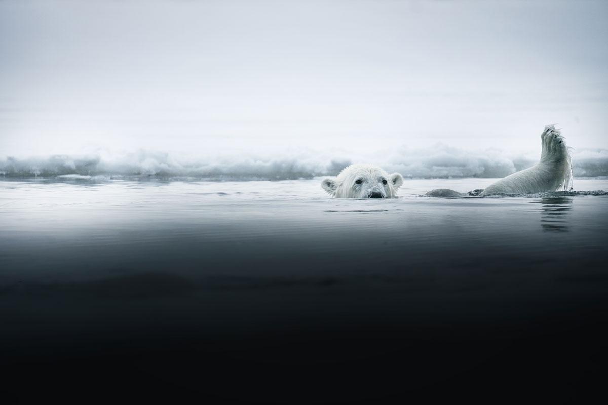 nordre-isfjorden-nationalpark-polar-bear