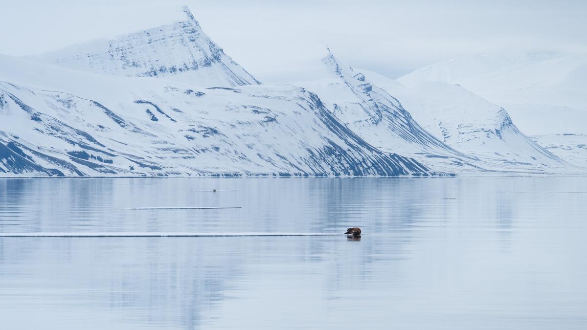 walrus-svalbard