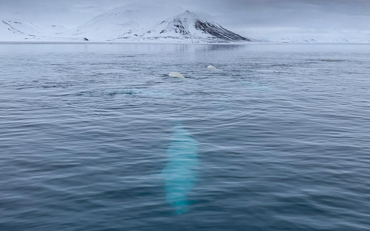 spitsbergen-beluga-whales