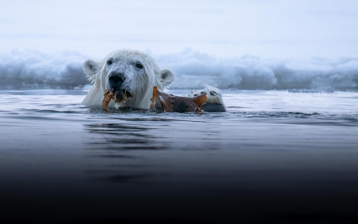 spitsbergen-polar-bear-water