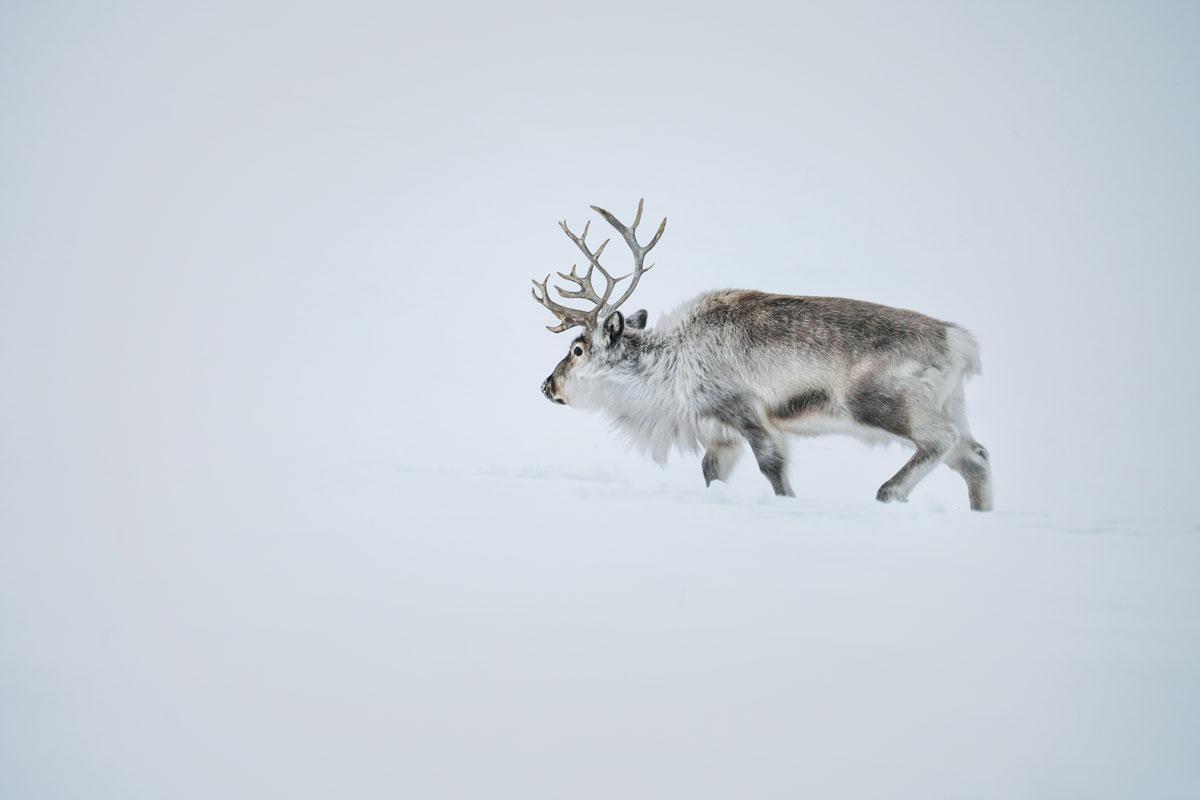 Svalbard Reindeer Arctic