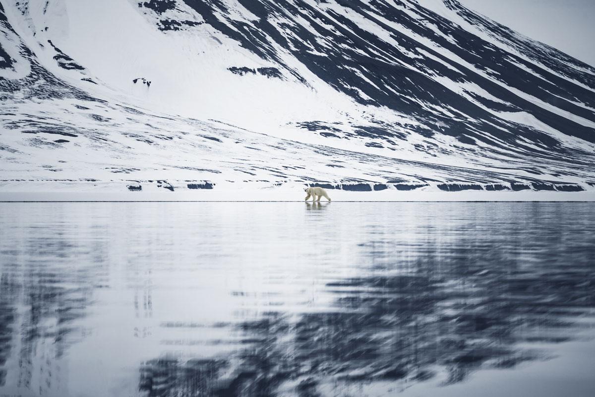 bellsund-spitsbergen-polar-bear