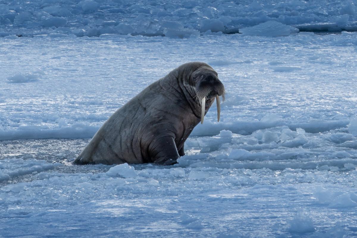 walrus-ice-spitsbergen