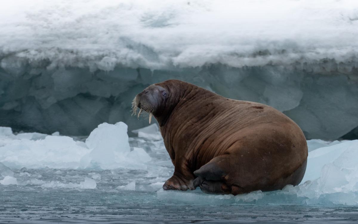 walrus