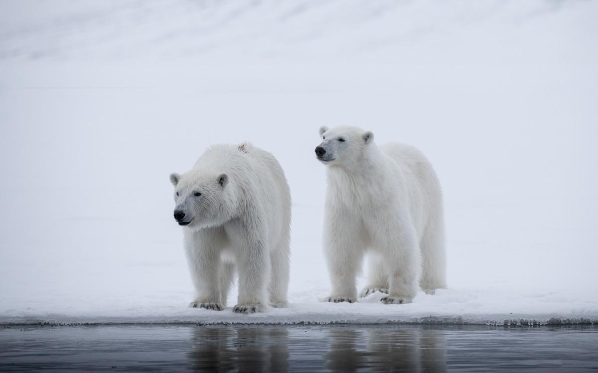 spitsbergen-polar-bears-2