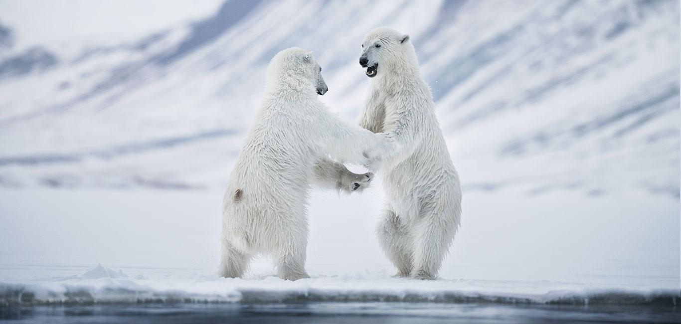 Polar Bears in Spitsbergen, Norway Arctic