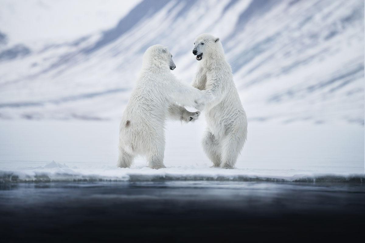 polar-bears-spitsbergen