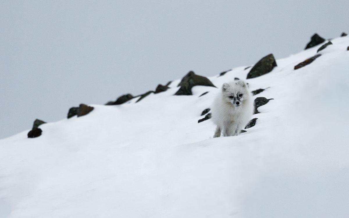 Polar Fox in Svalbard