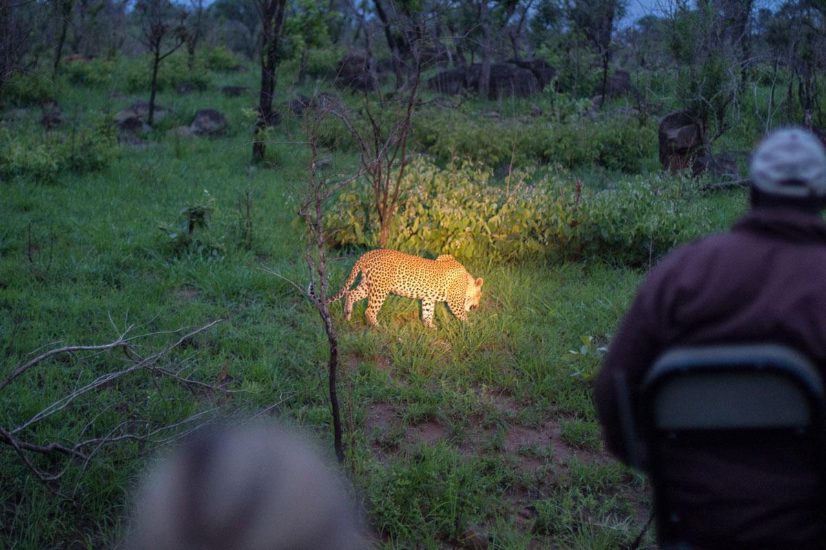 Night game drive