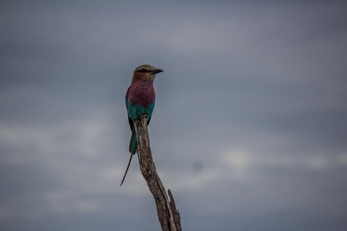 Sabi Sabi bird