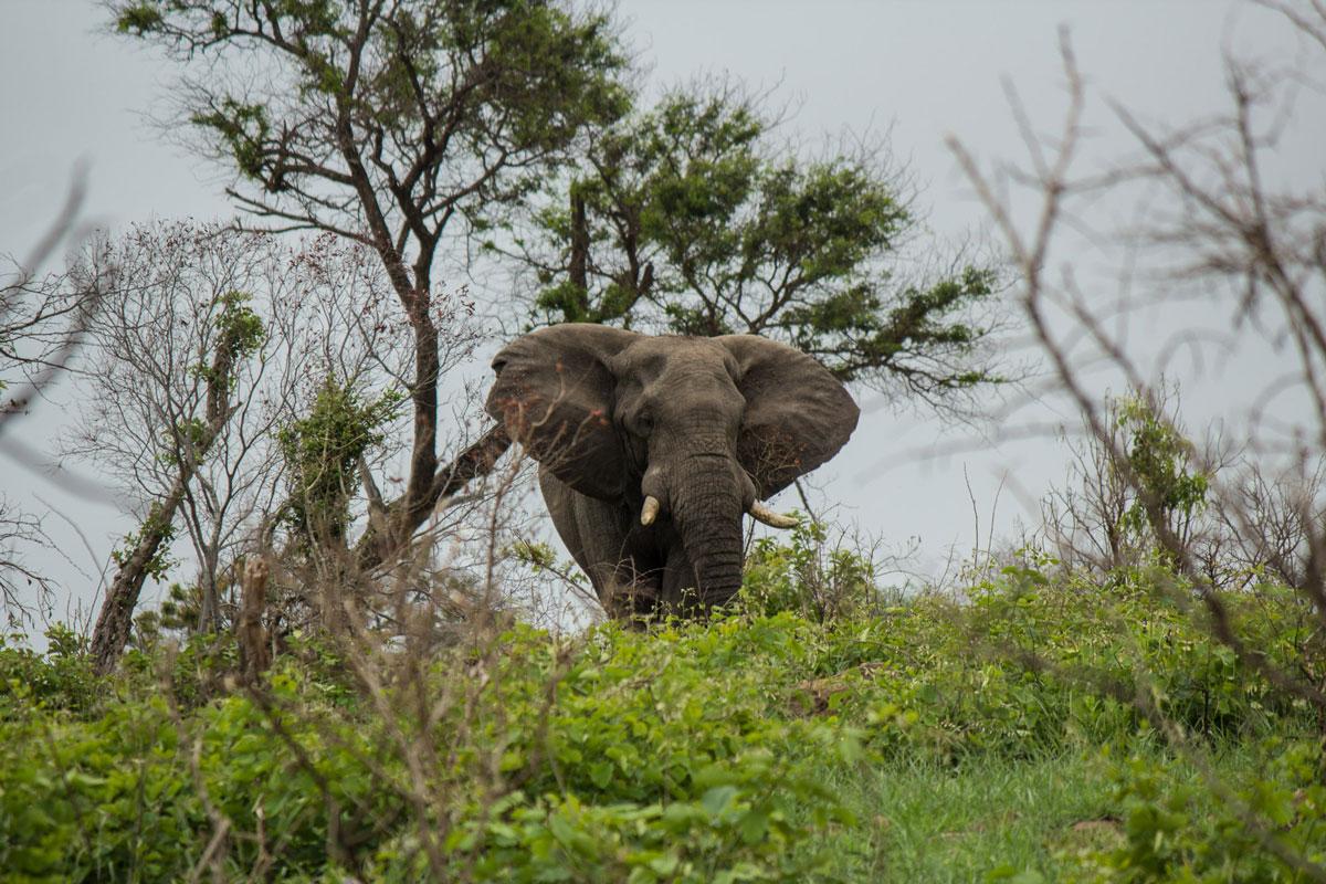 Elephant on arrival