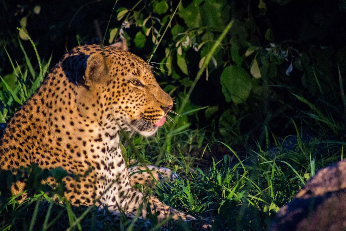 night game drive leopard