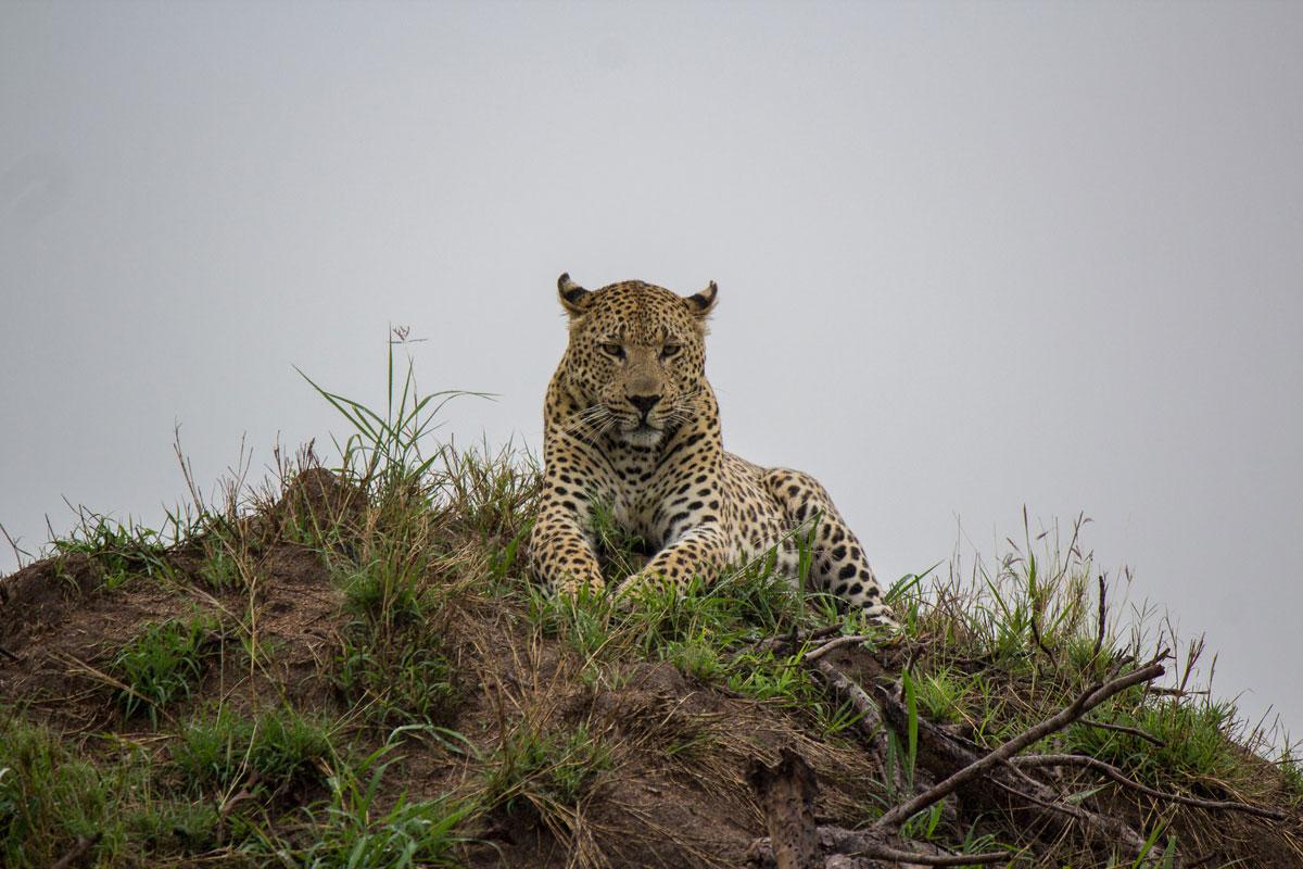 Sabi Sabi Game Drive Leopard. We spotted at least one leopard on every game drive