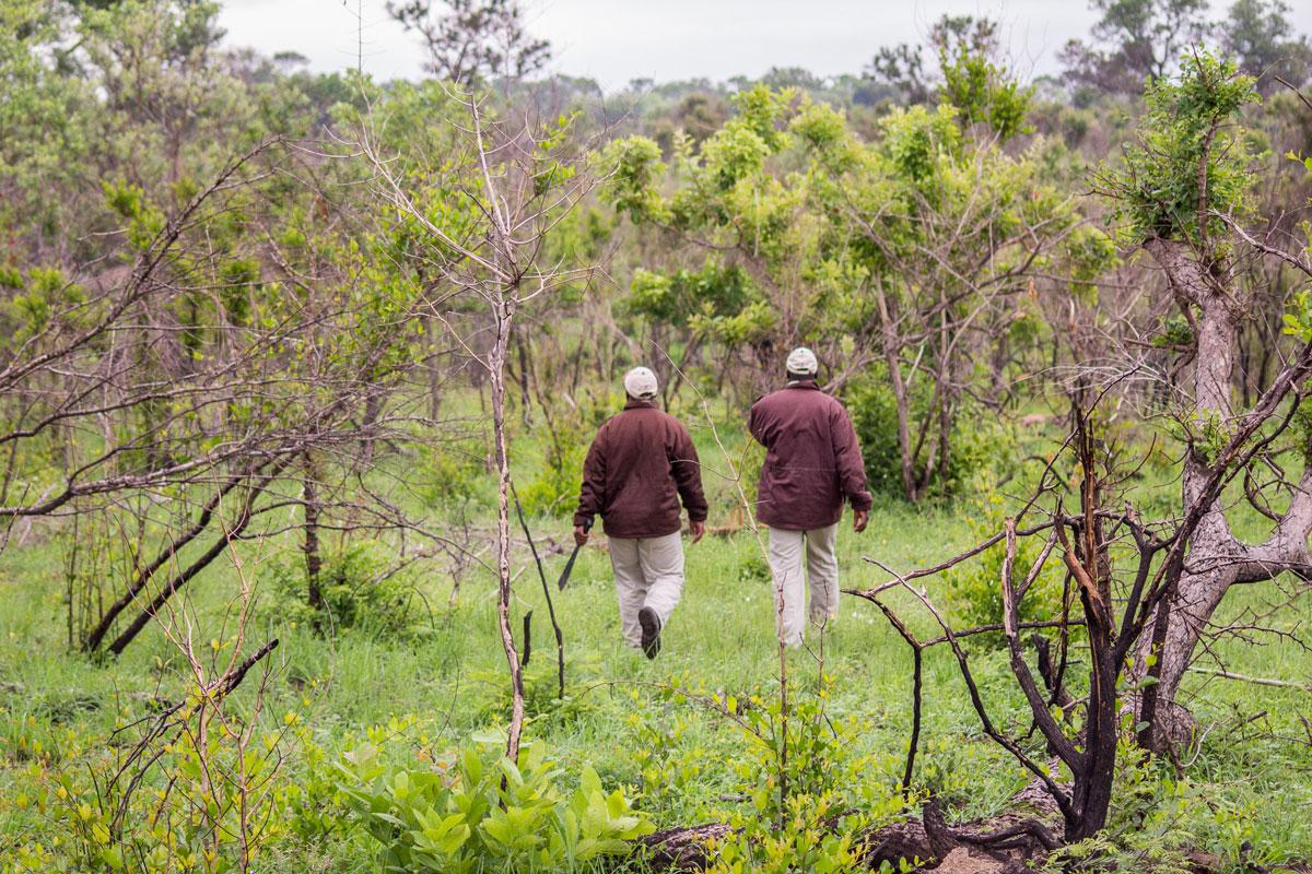 The trackers go only armed with machetes on the trail. They don't need weapons. They grew up here and are not afraid.