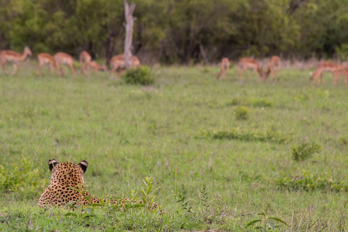 Leopard Impala hunt