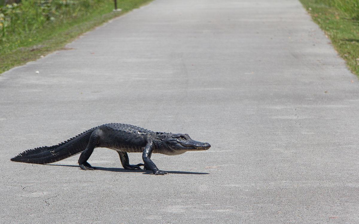 Alligator in Shark River Valley, Everglades National Park
