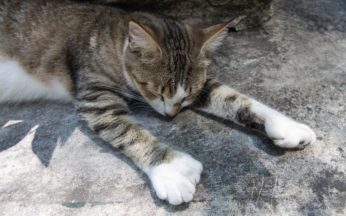 Florida Key West Hemingway zesteenige kat