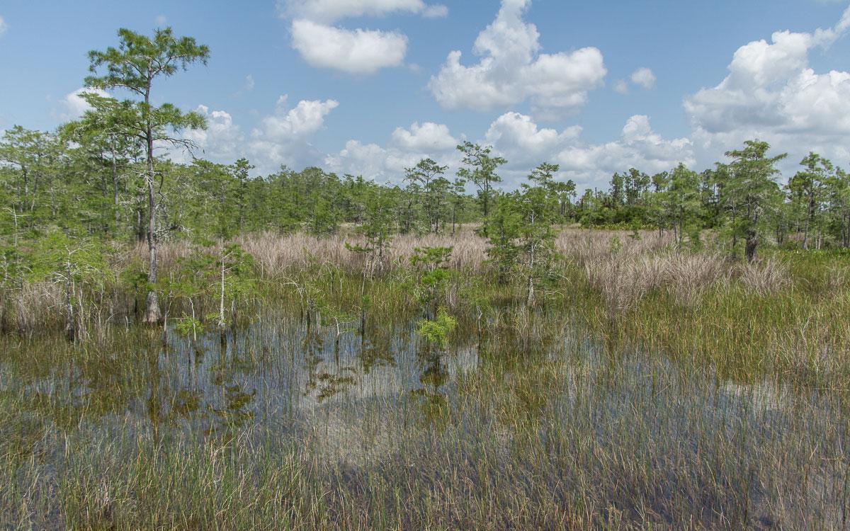 Everglades National Park: Moerassen bij de Swamp Buggy Tour
