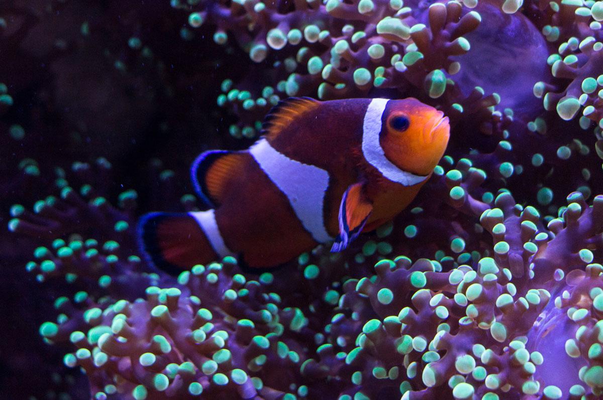 Sarasota tips Mote Aquarium Clownfish