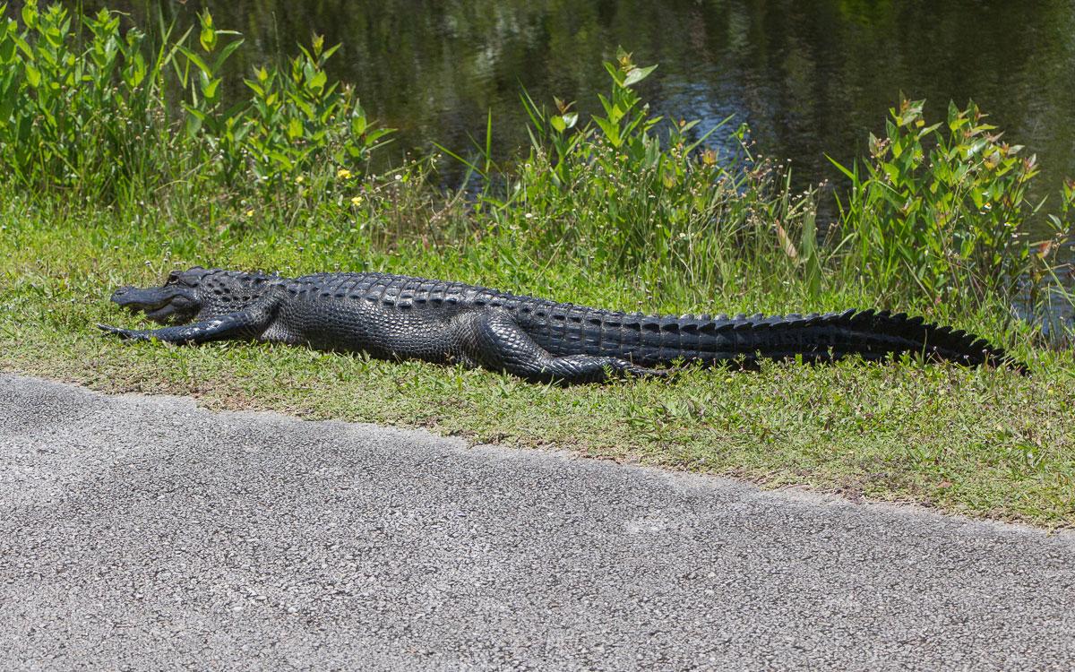 Everglades Shark Valley Alligator