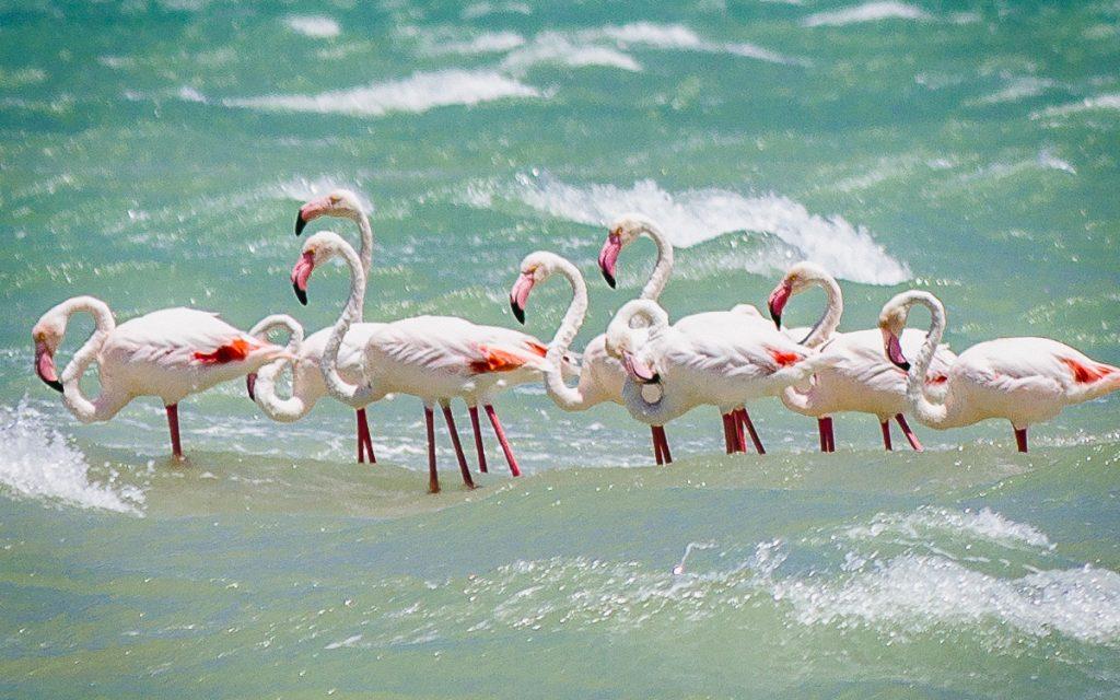 Flamants roses dans la lagune de Langebaan, Western Cape, Afrique du Sud