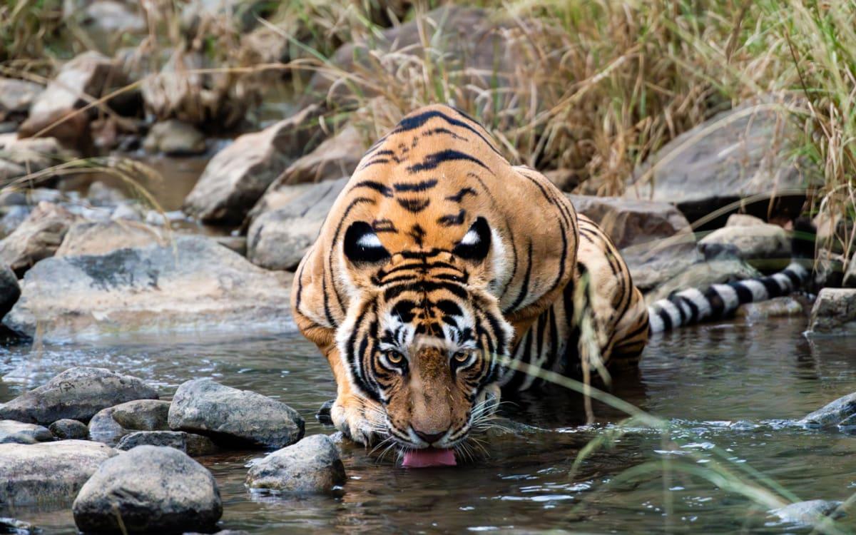 Safari dans le parc national de Ranthambore : 2 safaris, 2 fois un tigre vu.