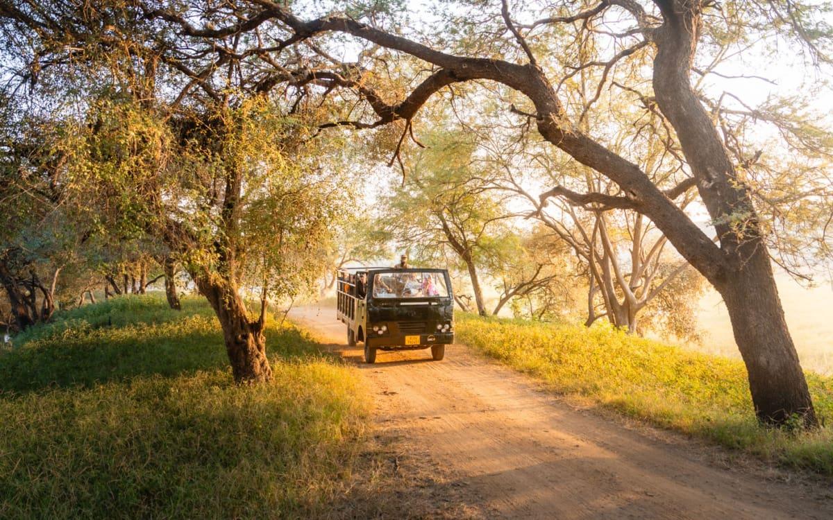 Canter dans le parc national de Ranthambore pour les safaris