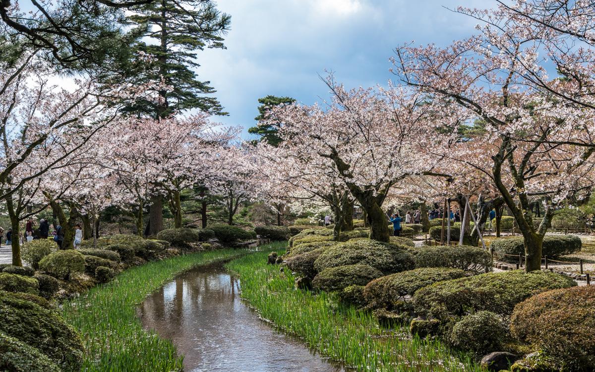 kersenbloesem-japan-kanazawa-park3