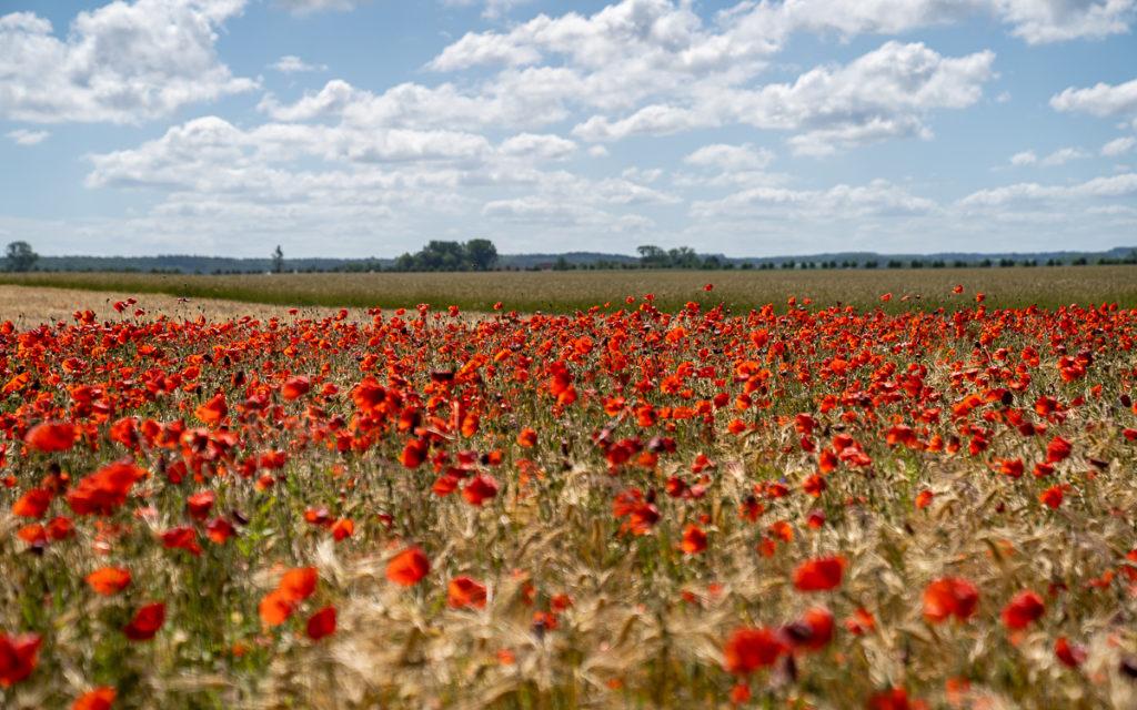 Nature in Kühlungsborn