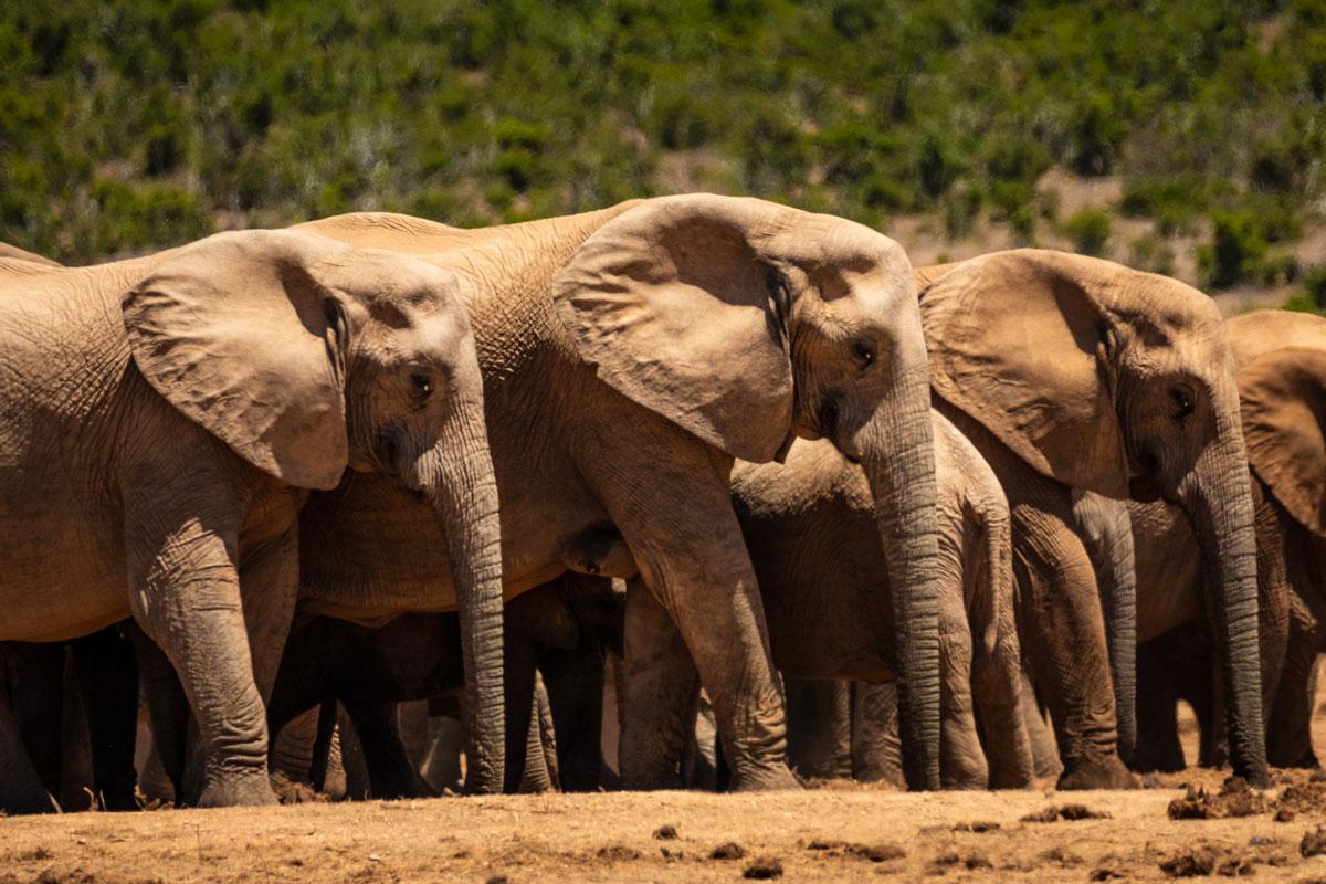 In Addo Elephant National Park, you will find many elephants.