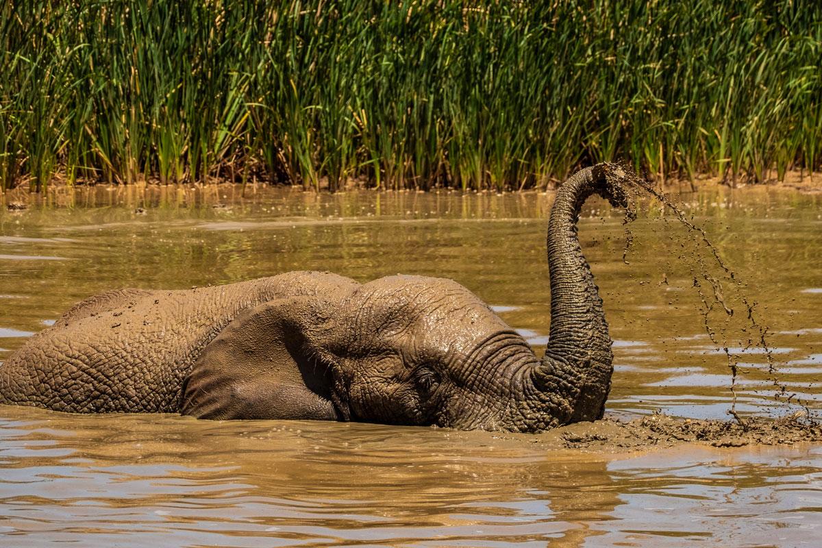 Playing elephants Addo Elephant Park Garden Route South Africa