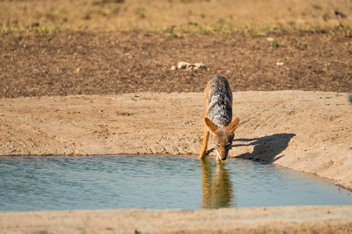 Black Backed Jackal in Addo Elephant National Park, South Africa