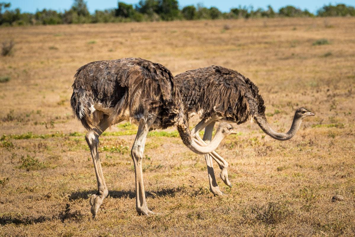 Ostriches Addo Elephant National Park