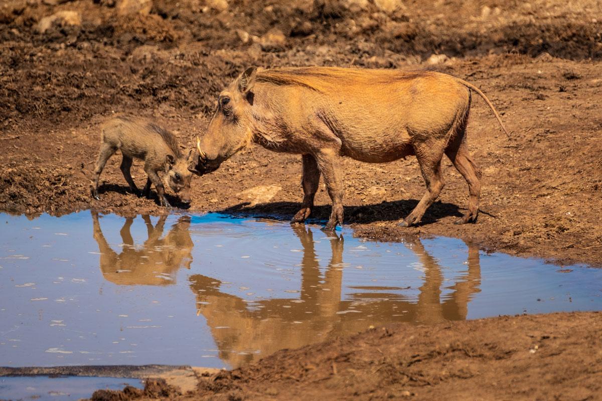 Warthogs Addo Elephant Park