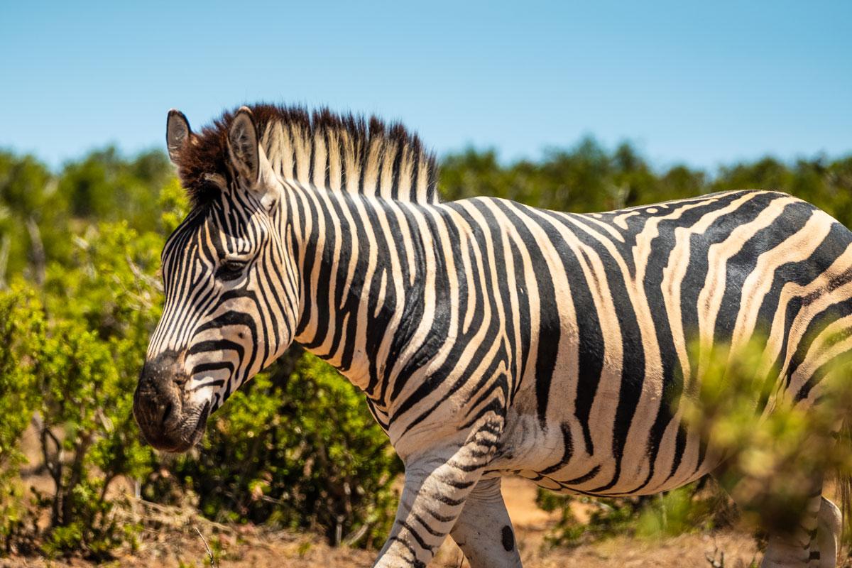 Zebra in Addo Elephant National Park, South Africa